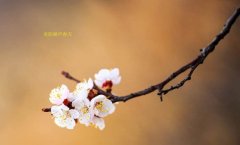 在這春暖花開(kāi)的季節(jié)，歡迎你們加入知道網(wǎng)絡(luò)