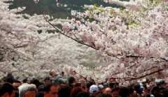 你見過空無一人的中山公園櫻花大道嗎？美！